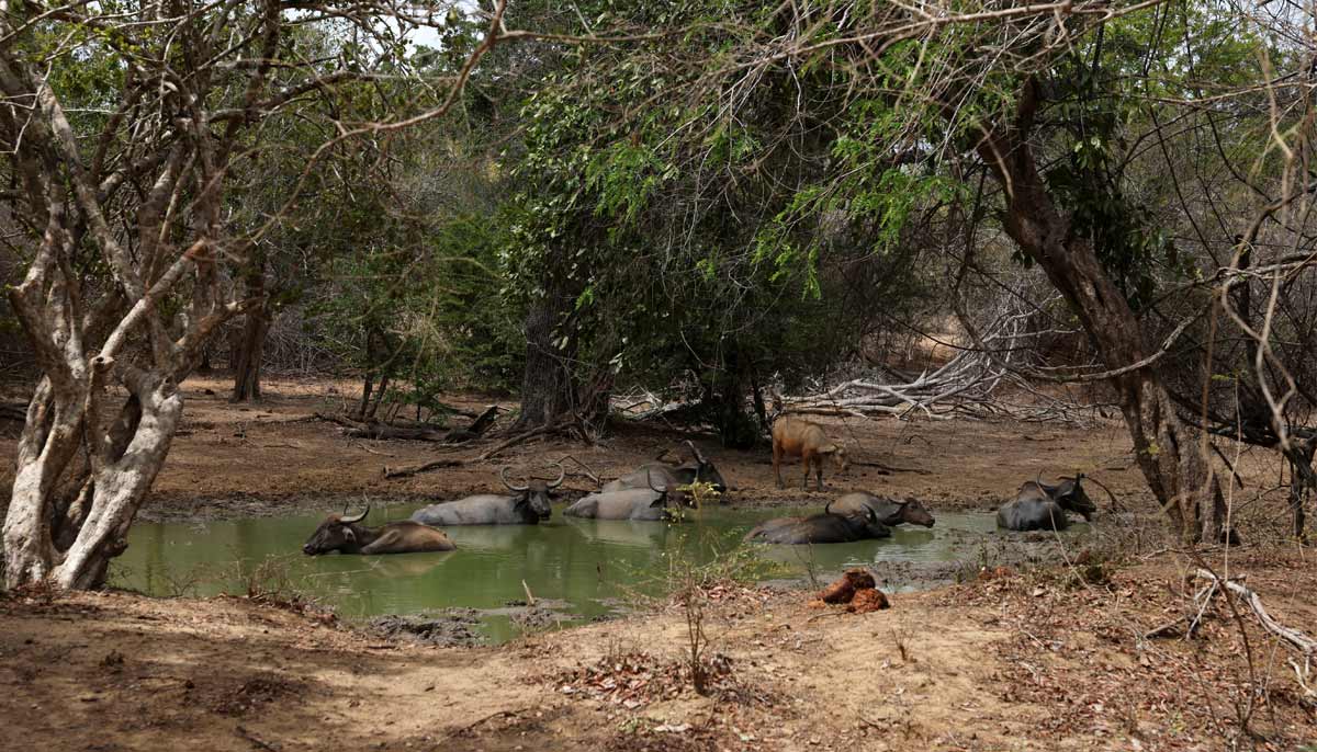 A group of wild buffaloes sit in a pond in Yala National Park, in southern Sri Lanka, August 25, 2026.— Reuters
