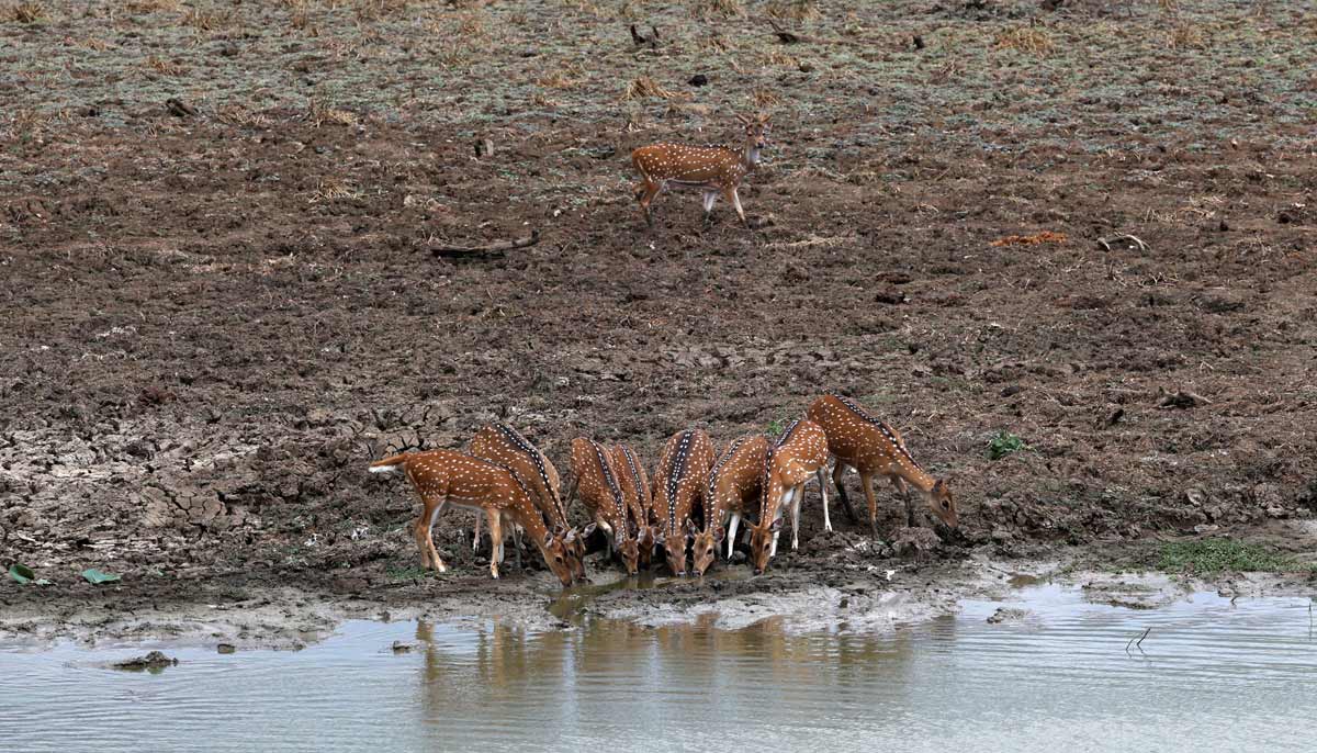 A group of spotted deer drinks from the remaining water in the mostly dried-out bed of a pond in Yala National Park, southern Sri Lanka, August 25, 2026.— Reuters