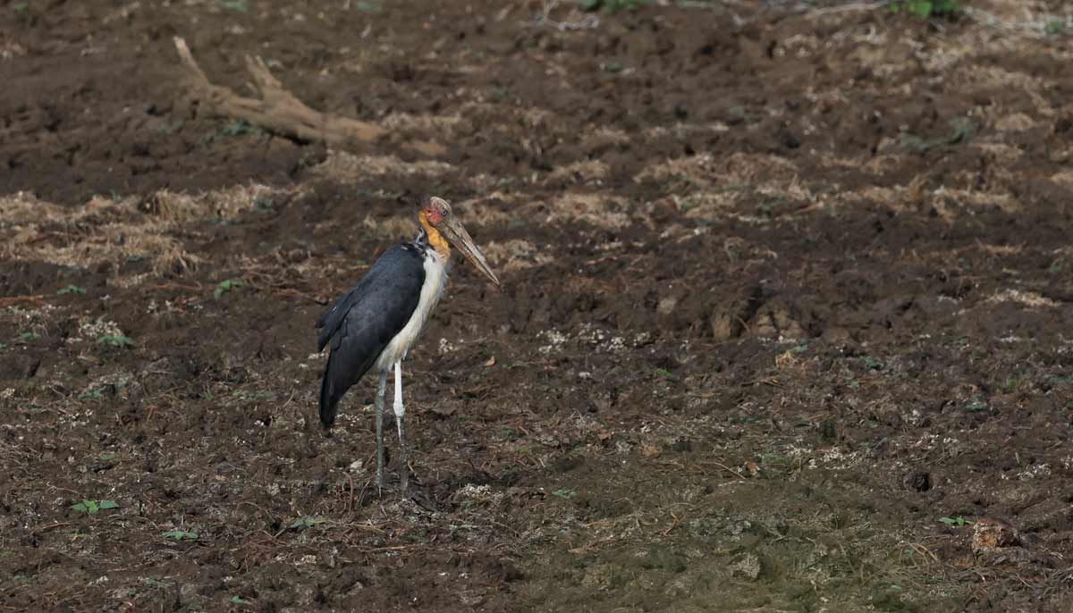 Lesser adjutant bird stands on the dried-out bed of a pond in Yala National Park, in southern Sri Lanka, August 26, 2026.— Reuters