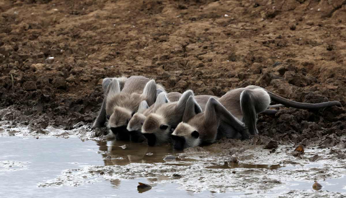 A group of langurs drink from the remaining water in the mostly dried-out bed of a pond in Yala National Park, southern Sri Lanka, August 25, 2026.— Reuters