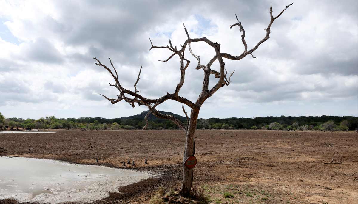 A mostly dried-out pond and a dead tree in Yala National Park, in southern Sri Lanka, August 25, 2026.— Reuters