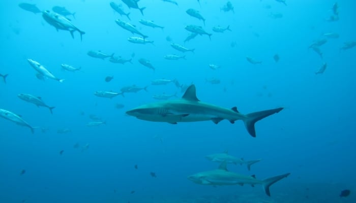 Gray reef sharks, the subject of a study on social behavior among sharks, are seen in the Pacific Ocean around the Palmyra Atoll, about 1,000 miles (1,600 km) southwest of Hawaii in this undated photo released on August 12, 2020. — Reuters