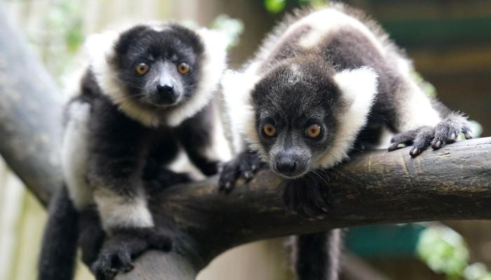 Two endangered lemurs stolen from Bangladesh found in Indian billionaire’s private zoo