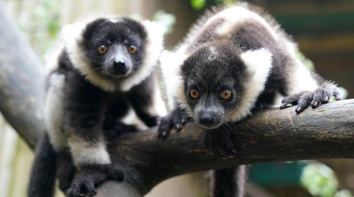 Two endangered lemurs stolen from Bangladesh found in Indian billionaire's private zoo