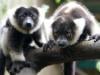 Two endangered lemurs stolen from Bangladesh found in Indian billionaire's private zoo