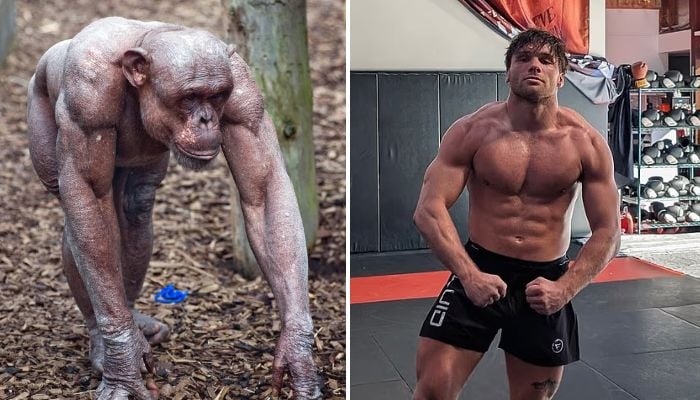 MMA fighter offered $500,000 to fight Chimpanzee: Scientists reveal who would win