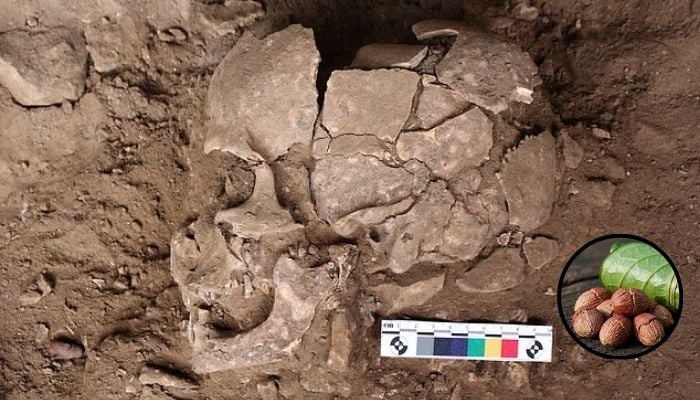 Scientists find evidence humans were getting high 25,000 years ago: Here’s what they used
