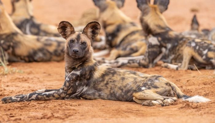 Three wild dog brothers travel record 2,500 miles across Africa to find mates