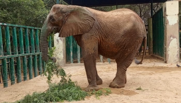 Madhubala, a female elephant at Karachi Safari Park pictured in this image. — Reporter