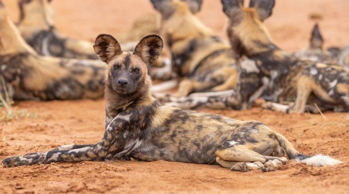 Three wild dog brothers travel record 2,500 miles across Africa to find mates