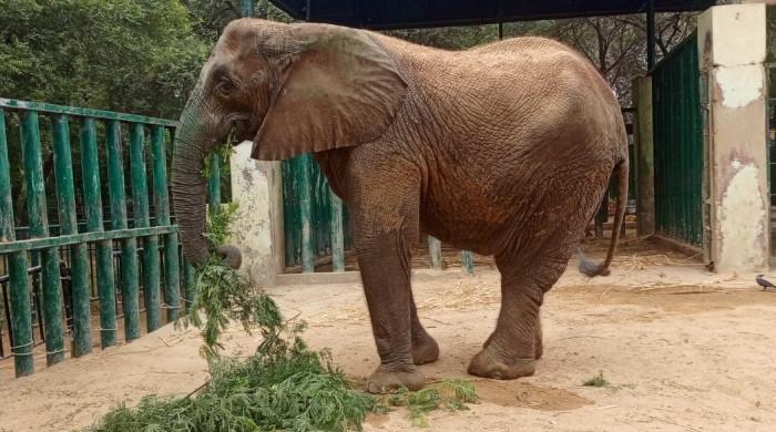Karachi Safari Park's female elephant Madhubala's health deteriorates