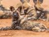 Three wild dog brothers travel record 2,500 miles across Africa to find mates
