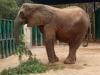 Karachi Safari Park female elephant Madhubala's health deteriorates