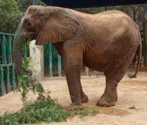 Karachi Safari Park's female elephant Madhubala's health deteriorates