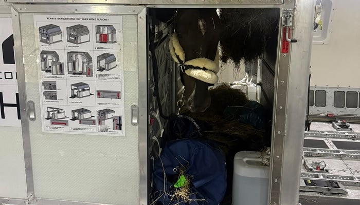 Pakistan’s horse Eden du Veret, known as ‘Mirage’ can be seen through the half-open gate of its compartment upon its arrival in Tokyo, Jpan, on September 15, 2026. — Reporter