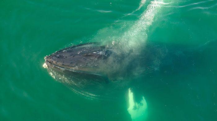Humpback whale mother appears to grieve stillborn calf in rare underwater moment