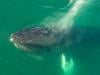 Humpback whale mother appears to grieve stillborn calf in rare underwater moment
