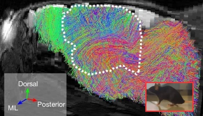 Scientists create mice with ‘half-human’ brains: Could they eventually think like us?