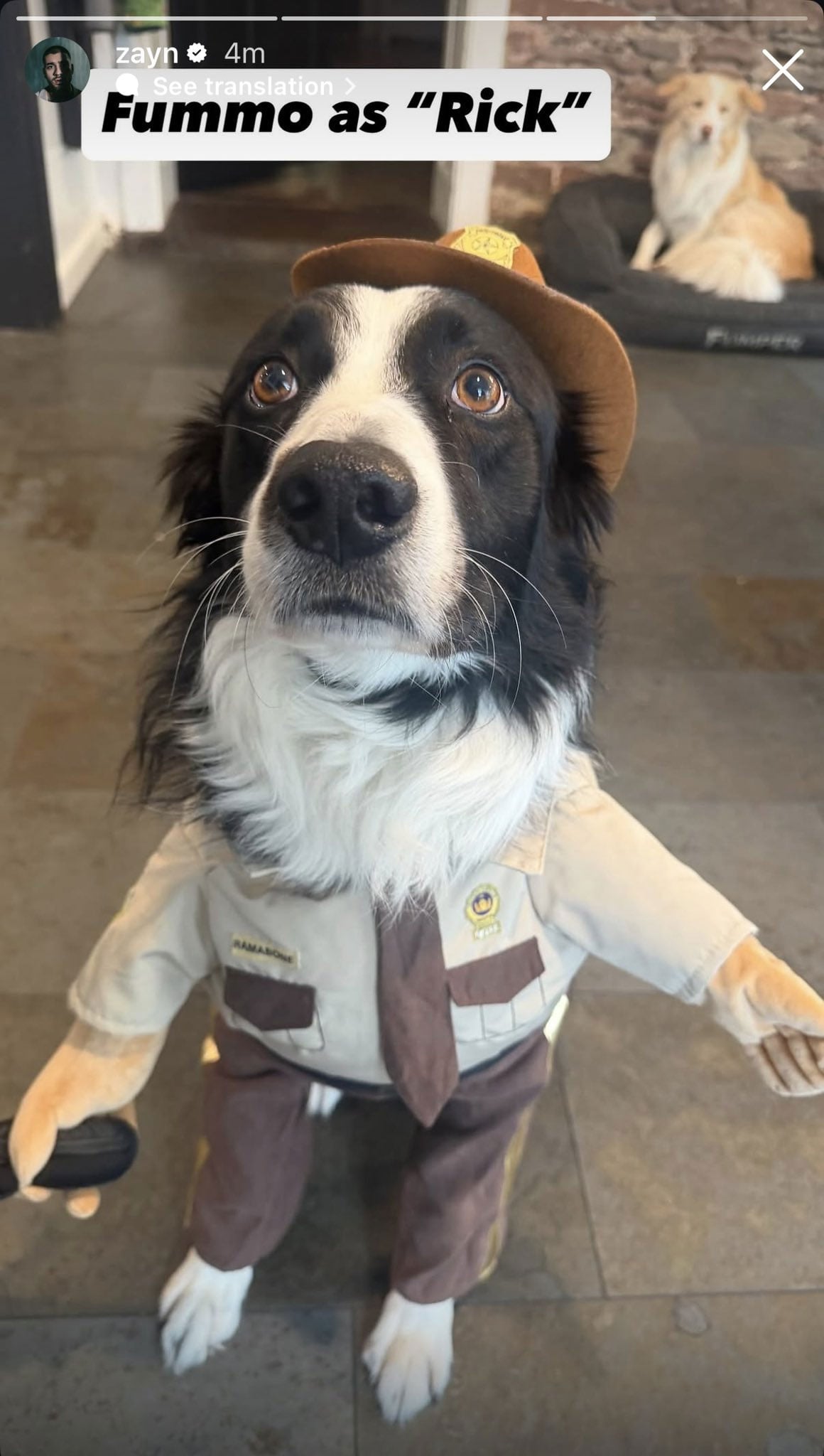 Zayn Malik gives furry pal a ‘Walking Dead’ makeover