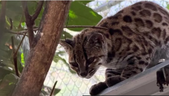 Scientists discover new spotted cat species in Bolivia with only one known alive