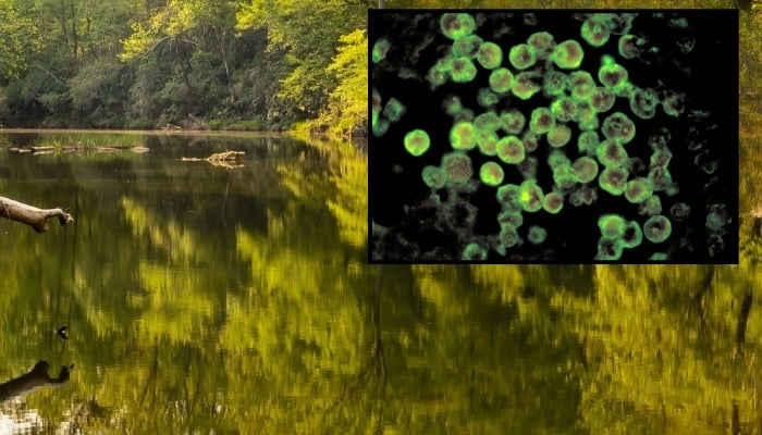 How did NC teen catch brain-eating amoeba? Report points to community centre water feature