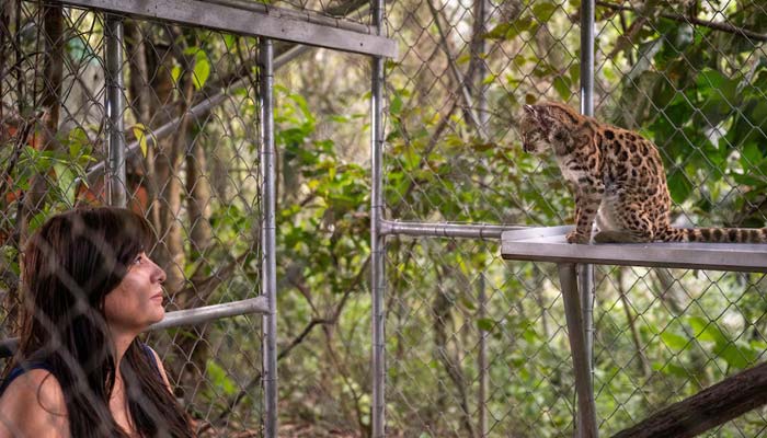 National Geographic Explorer Paola Nogales Ascarrunz, who led the research that identified Leopardus tilcayo as a new species, observes the cat at the Senda Verde animal refuge in the Yungas region, in Bolivia, September 1, 2026. — Reuters