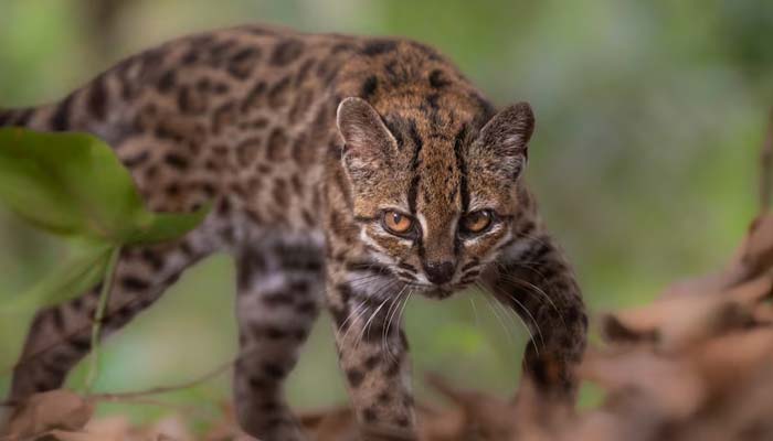 A Leopardus tilcayo cat, a newly identified species through research led by National Geographic Explorer Paola Nogales Ascarrunz, walks at the Senda Verde animal refuge in the Yungas region, Bolivia, September 1, 2026. — Reuters