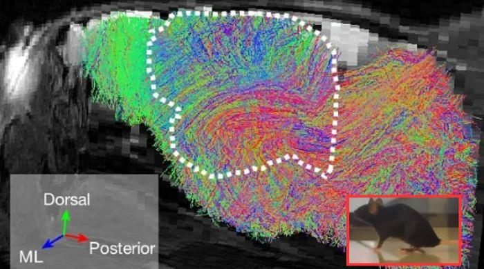 Scientists create mice with ‘half-human' brains: Could they eventually think like us?