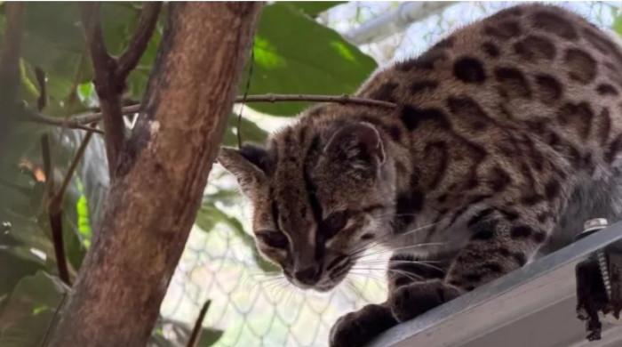 Scientists discover new spotted cat species in Bolivia with only one known alive