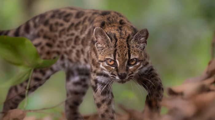 New cat species identified in Bolivia, first in over a century