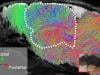 Scientists create mice with ‘half-human' brains: Could they eventually think like us?