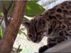 Scientists discover new spotted cat species in Bolivia with only one known alive