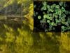 How did NC teen catch brain-eating amoeba? Report points to community centre water feature