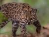New cat species identified in Bolivia, first in over a century