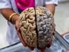 Human brain is actually two separate organs, Stanford study finds
