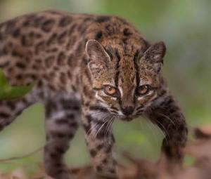 New cat species identified in Bolivia, first in over a century