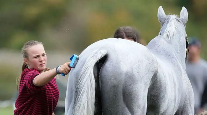 Mia Tindall shows her equestrian side as she lends Zara a hand at Blenheim