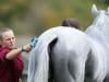 Mia Tindall shows her equestrian side as she lends Zara a hand at Blenheim