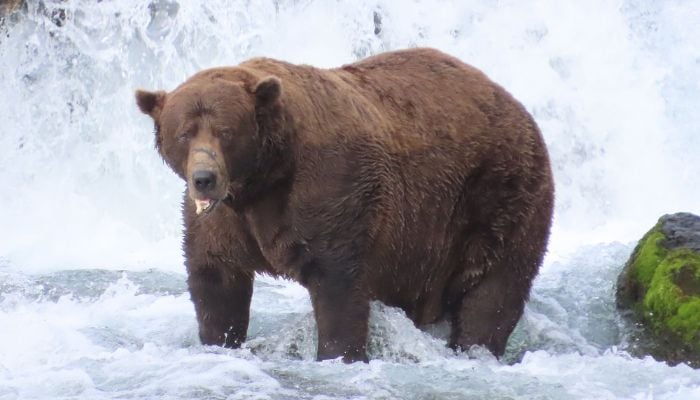 Fat Bear Week returns with 16 chunky contenders: Full List of bears, how to vote and who could win