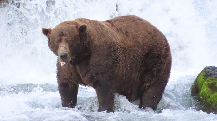 Fat Bear Week returns with 16 chunky contenders: Full List of bears, how to vote and who could win