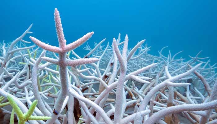 Bleached corals are seen at a reef in Koh Mak, Trat province, Thailand, May 8, 2024.— Reuters