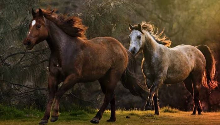 US government spending $30 million on birth control for wild horses: Here’s why