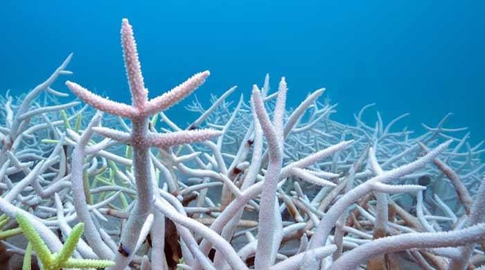 Countries still way behind on UN biodiversity targets, shows research