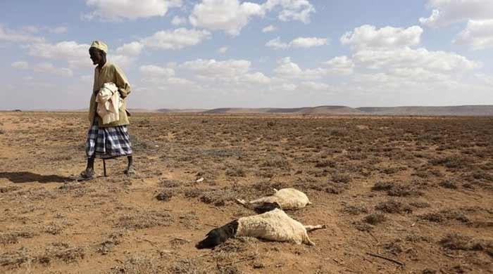 El Nino could cause 451,000 extra heat deaths: research