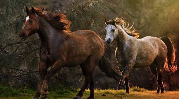 US government spending $30 million on birth control for wild horses: Here's why