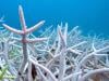 Countries still way behind on UN biodiversity targets, shows research