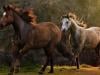 US government spending $30 million on birth control for wild horses: Here's why