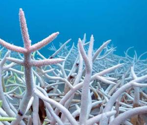 Countries still way behind on UN biodiversity targets, shows research