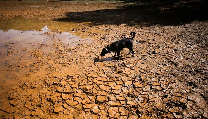 A dog walks on cracked ground at the dried-up Guarne Lagoon in Arvi Park amid drought conditions linked to the El Nino phenomenon, in Medellin, Colombia, September 3, 2026. — Reuters