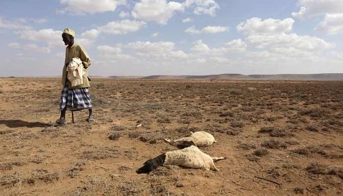 A man walks past the carcass of sheep that died from the El Nino-related drought in northern Somalia. — Reuters